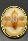 Vintage Pressed Orchid Flower Lucite Resin Brooch Botanical 4.5cm