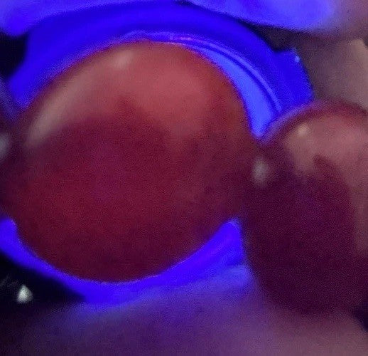 Natural Carnelian 11-12.2mm Bead Bracelet Orange Red Gemstone Elastic Vintage